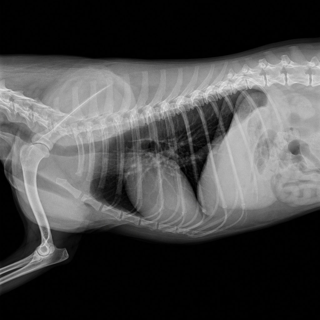 Auren ChillMat xray