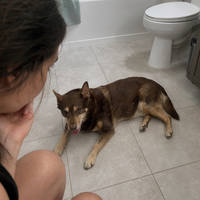 Dog seeking cool tile during warm weather
